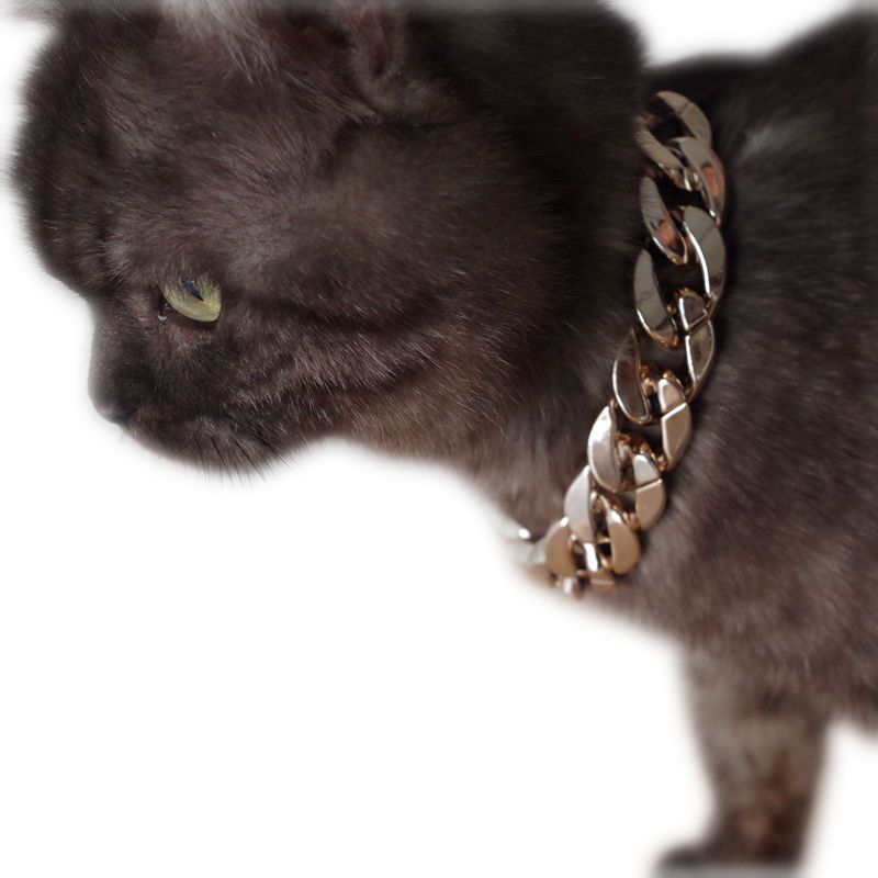 gold chain for pets on dog